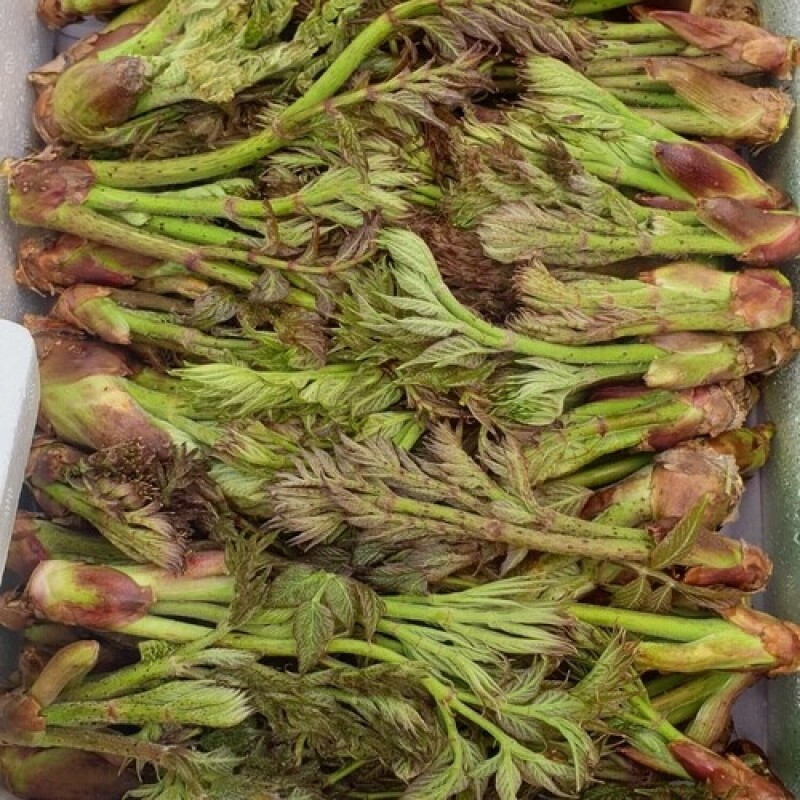 농산물,나물,산채나물,감자,옥수수,두릅,곤드레,강원몰,강원도,특산물,반찬,입맛,기력회복,원기회복,제철,평창천년삼,평창천년삼 산양삼,산양삼,깐더덕,청국장,도라지즙,100% 도라지즙,건강즙,100% 우리콩 청국장,도라지 100%, 건강한 먹거리,산양상삼,건강선물,산양삼선물,자연 산양상삼,삼
